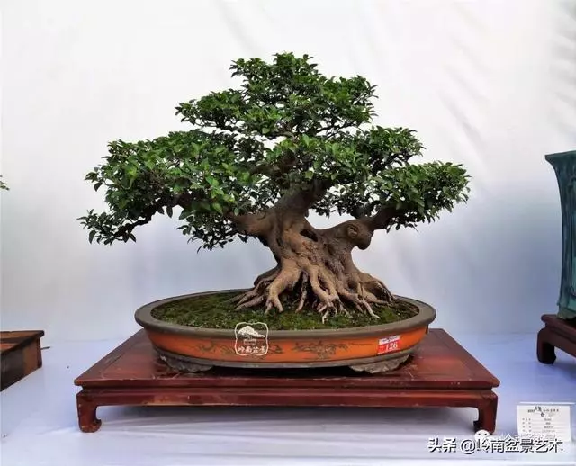 價值600萬的榕樹盆景