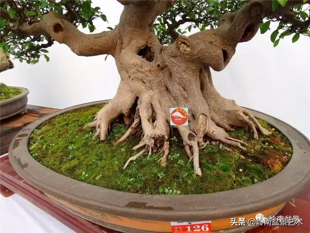 價值600萬的榕樹盆景