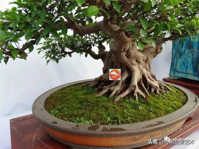 價值600萬的榕樹盆景