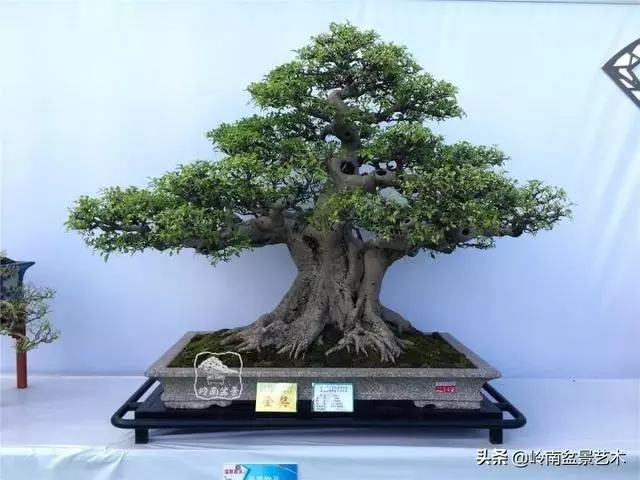 價值600萬的榕樹盆景