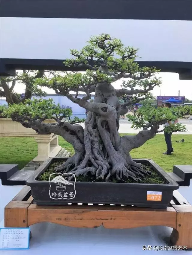 價值600萬的榕樹盆景