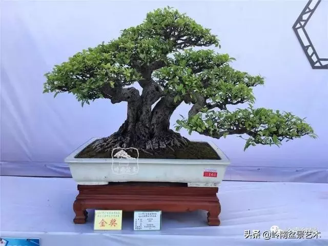 價值600萬的榕樹盆景