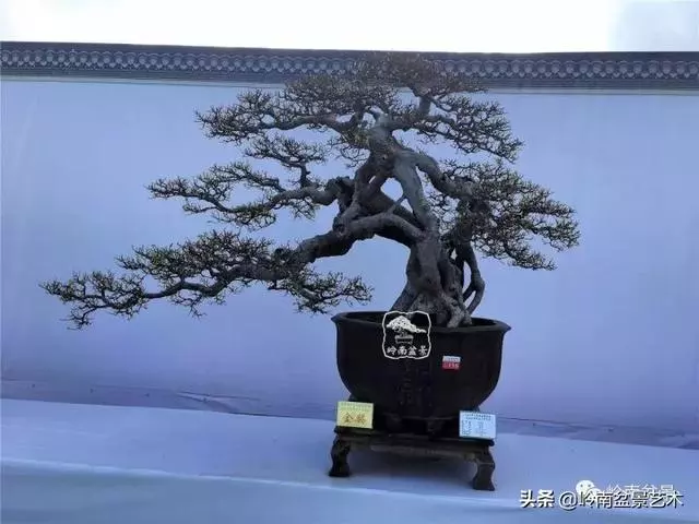價值600萬的榕樹盆景