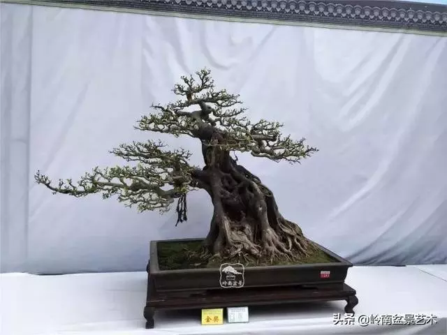 價值600萬的榕樹盆景