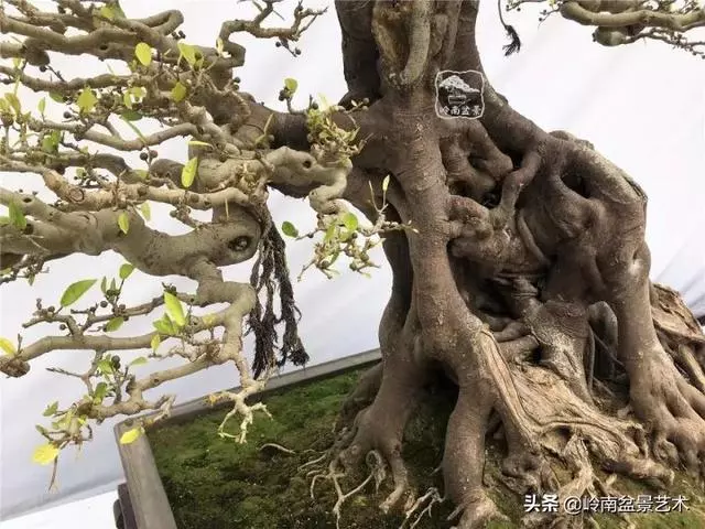 價值600萬的榕樹盆景