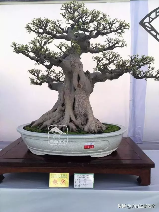 價值600萬的榕樹盆景