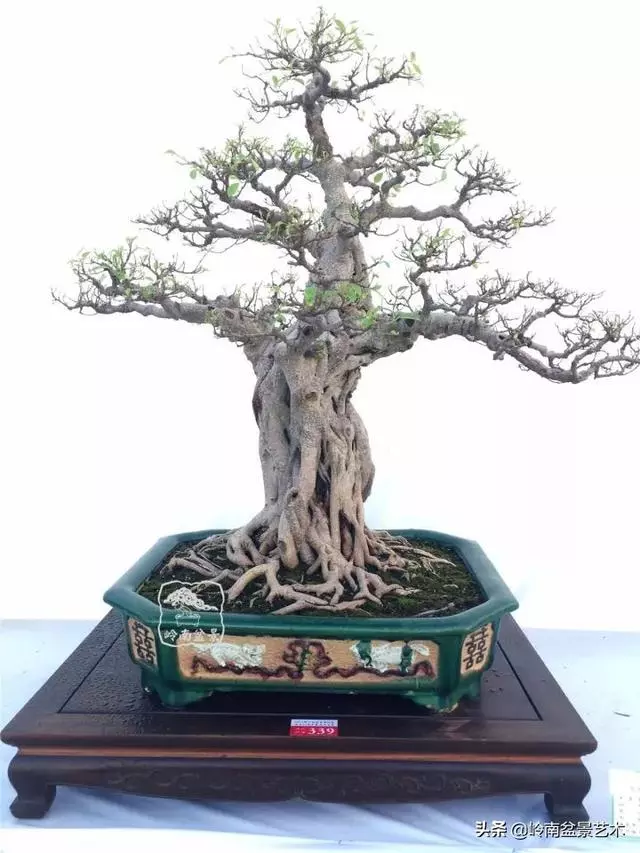 價值600萬的榕樹盆景