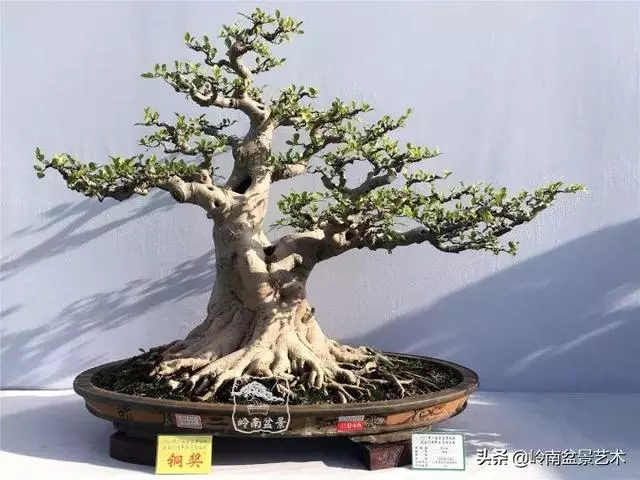 價值600萬的榕樹盆景