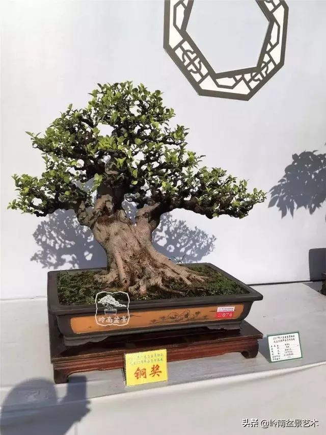 價值600萬的榕樹盆景