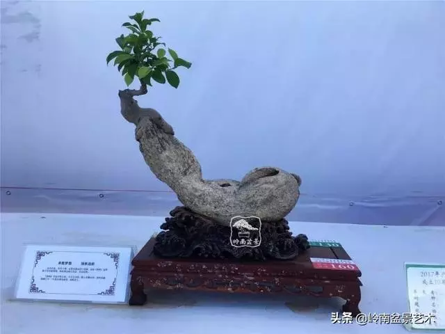 價值600萬的榕樹盆景