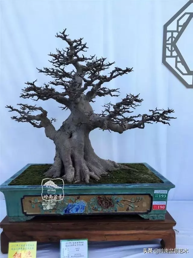 價值600萬的榕樹盆景