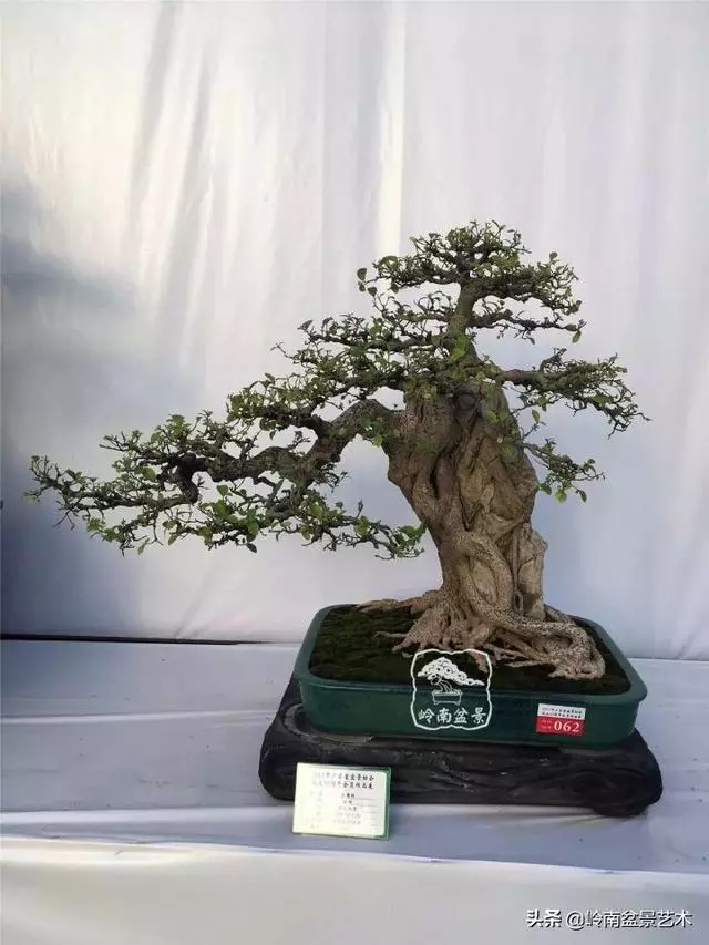 價值600萬的榕樹盆景