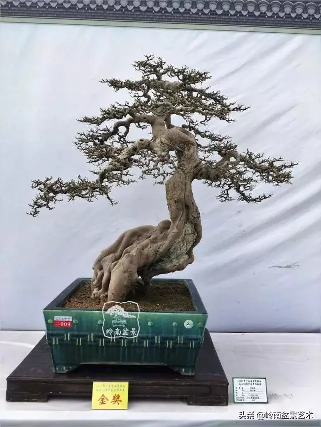 價值600萬的榕樹盆景