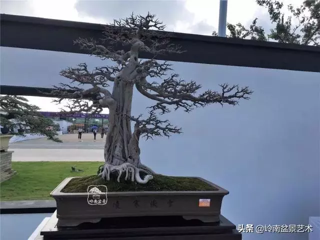 價值600萬的榕樹盆景