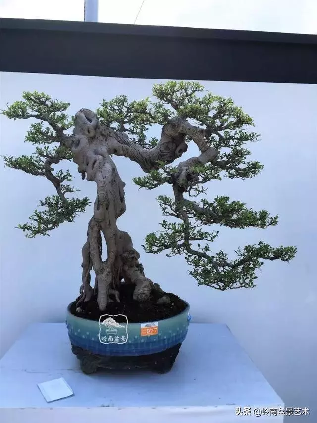 價值600萬的榕樹盆景