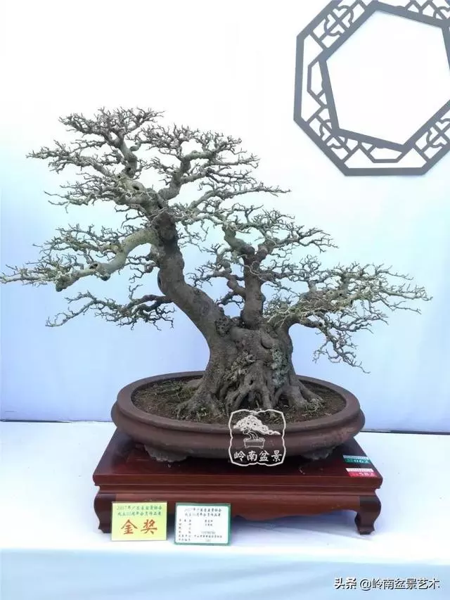 價值600萬的榕樹盆景