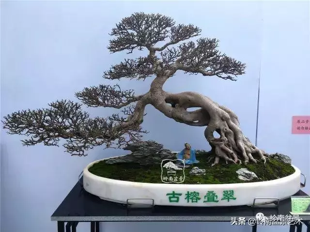 價值600萬的榕樹盆景
