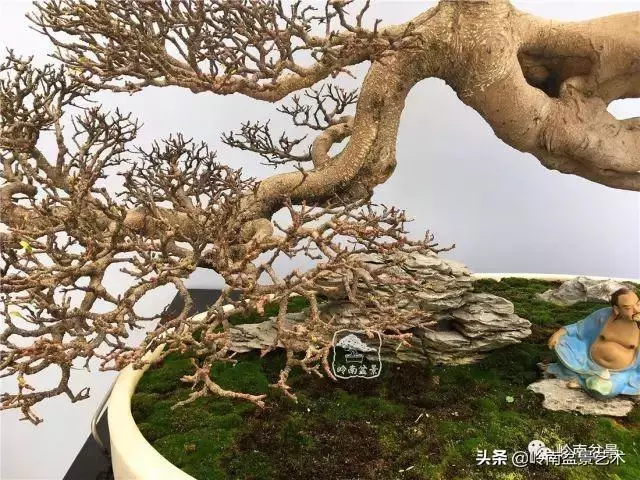 價值600萬的榕樹盆景
