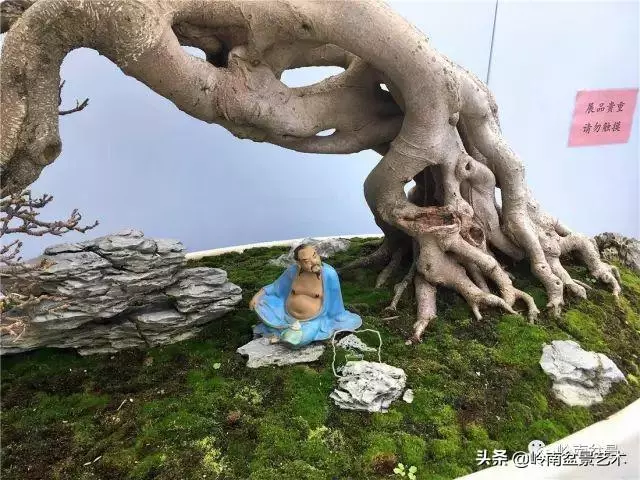 價值600萬的榕樹盆景
