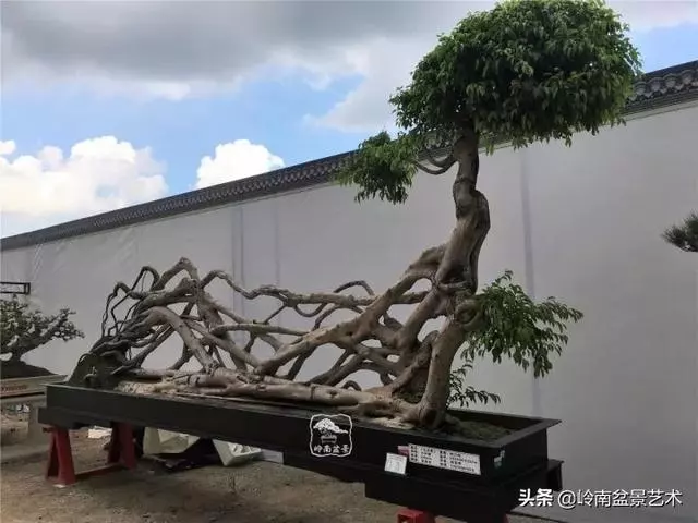 價值600萬的榕樹盆景