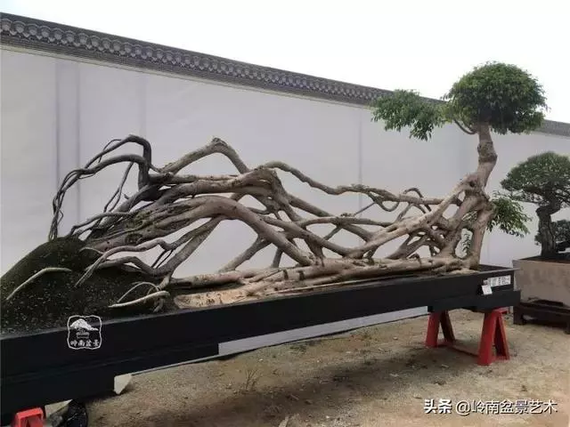 價值600萬的榕樹盆景
