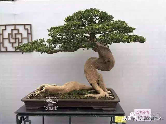 價值600萬的榕樹盆景
