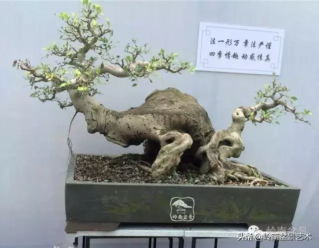 價值600萬的榕樹盆景
