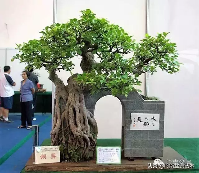 價值600萬的榕樹盆景