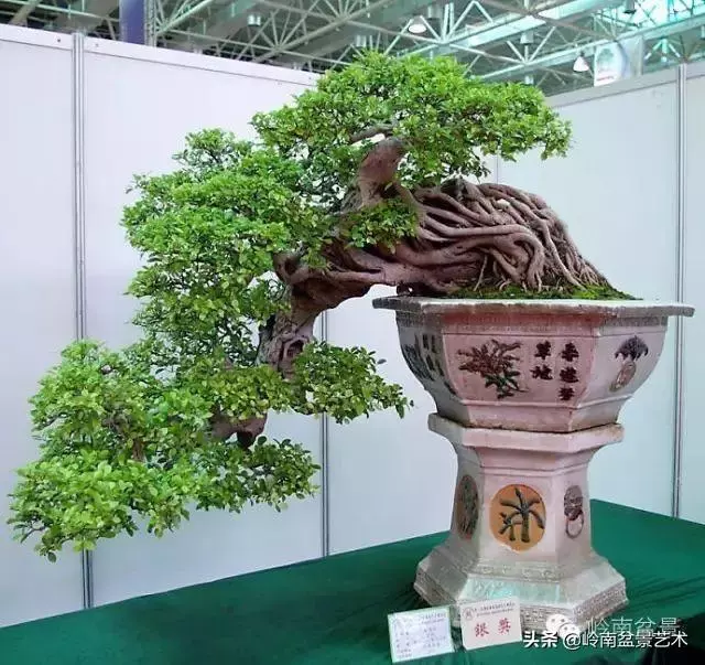 價值600萬的榕樹盆景