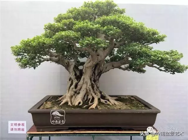價值600萬的榕樹盆景