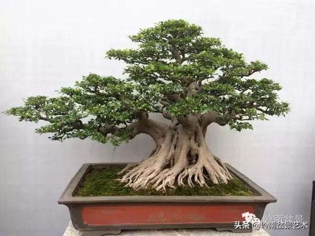價值600萬的榕樹盆景