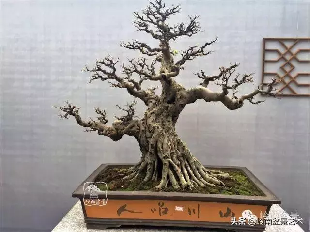 價值600萬的榕樹盆景