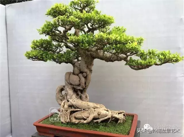 價值600萬的榕樹盆景