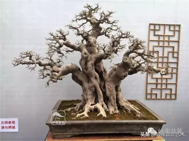 價值600萬的榕樹盆景