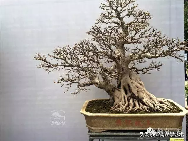 價值600萬的榕樹盆景