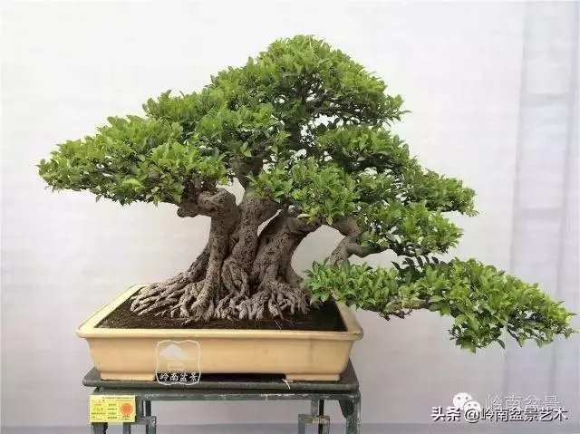價值600萬的榕樹盆景