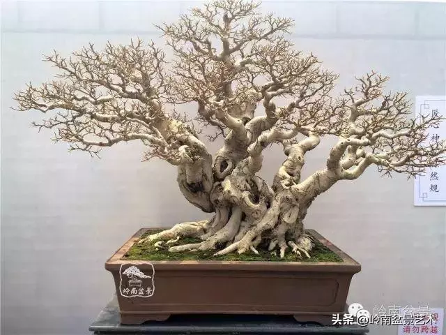 價值600萬的榕樹盆景