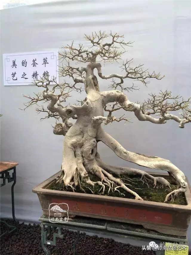 價值600萬的榕樹盆景