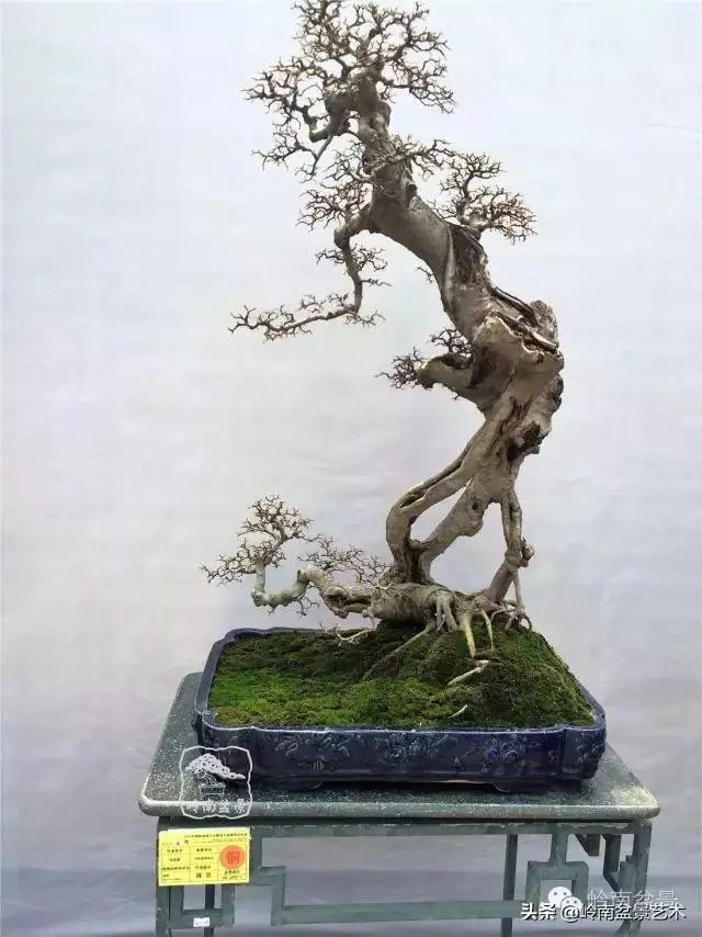 價值600萬的榕樹盆景