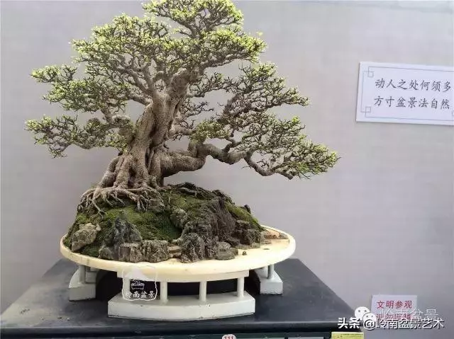 價值600萬的榕樹盆景