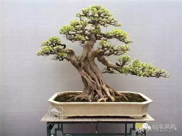 價值600萬的榕樹盆景