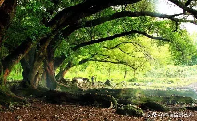價值600萬的榕樹盆景