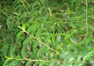 它是一種價值千金的草,治失眠、降血糖、抗腫瘤、護肝膽、特別適合中老年人吃