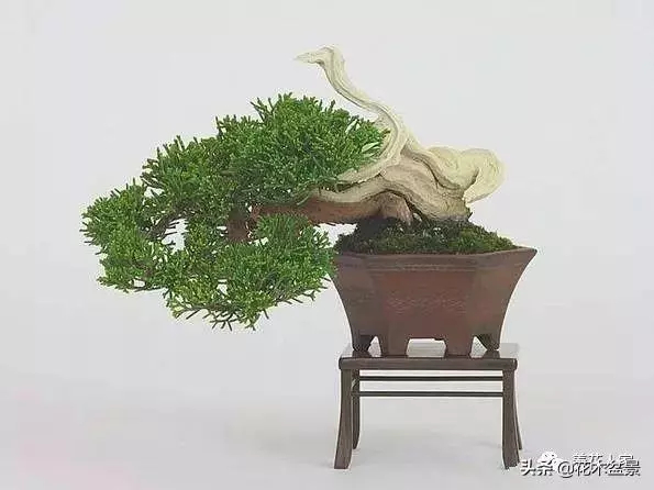 做好盆景要先把枝條做好 !