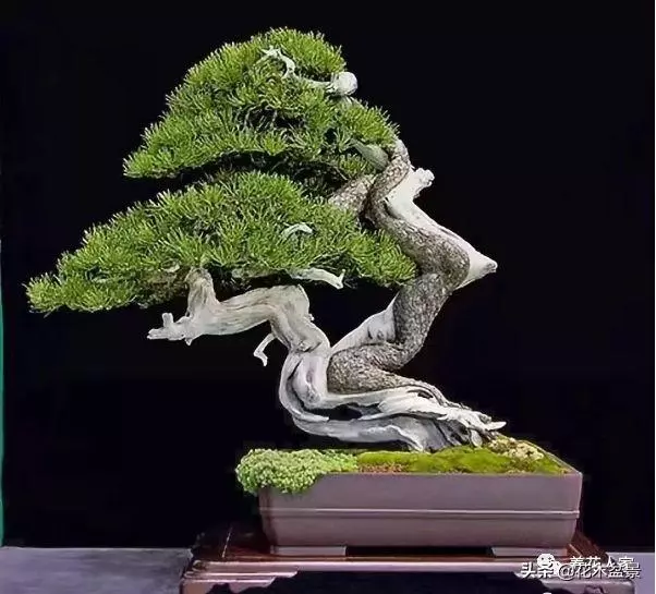 做好盆景要先把枝條做好 !