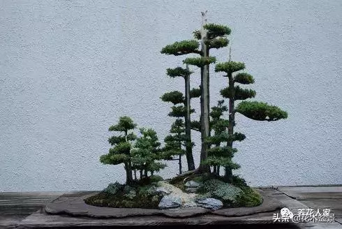 做好盆景要先把枝條做好 !