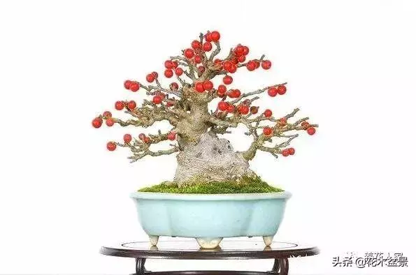 做好盆景要先把枝條做好 !