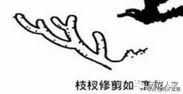 做好盆景要先把枝條做好 !