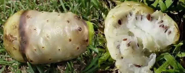 南美奇葩水果圖鑑,看起來超美味!