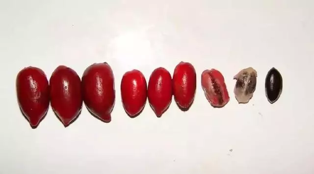 南美奇葩水果圖鑑,看起來超美味!